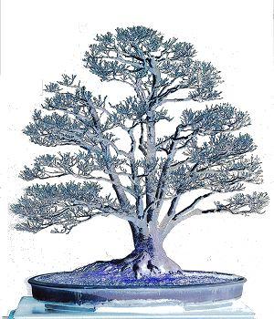 bonsai tree